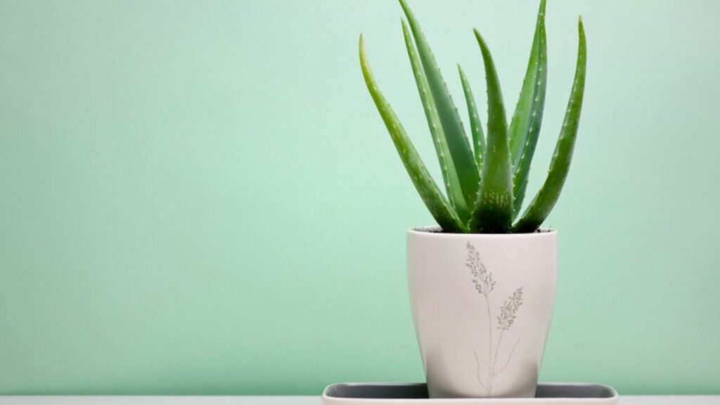 best healthy indoor plants