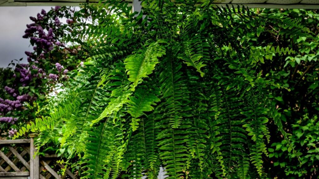 boston fern in hanging basket