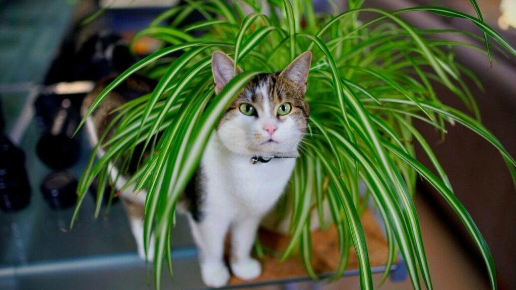 cat below spider plant