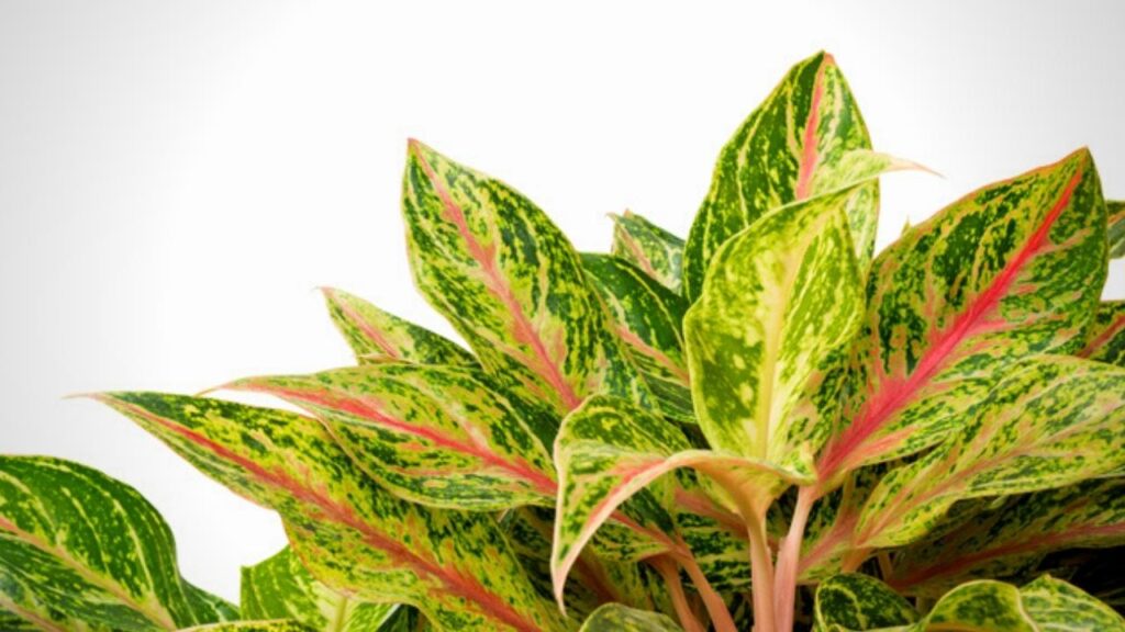 chinese evergreen leaves, white background