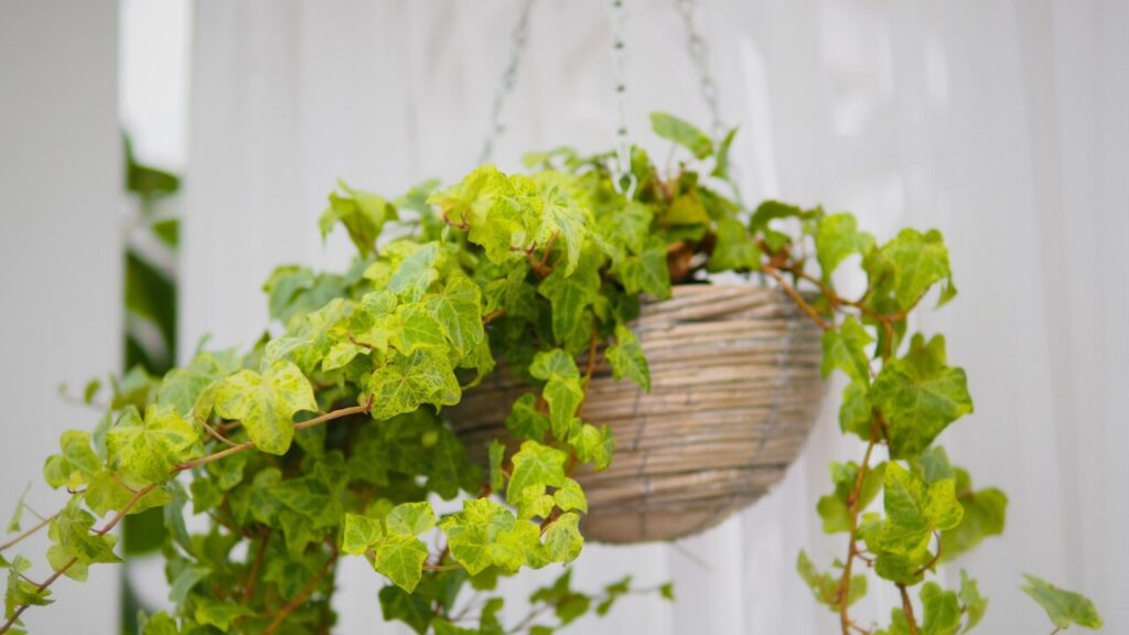 english ivy air purifying