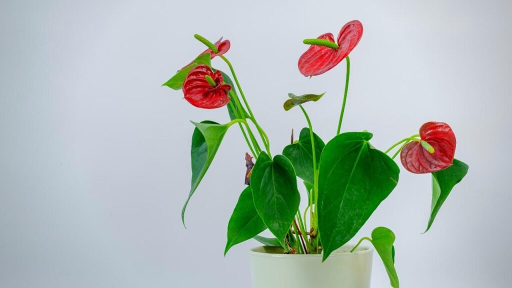 flamingo lily plant in white pot with neutral background