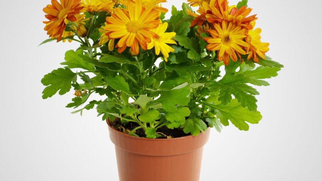 gerbera daisy air purifying plant