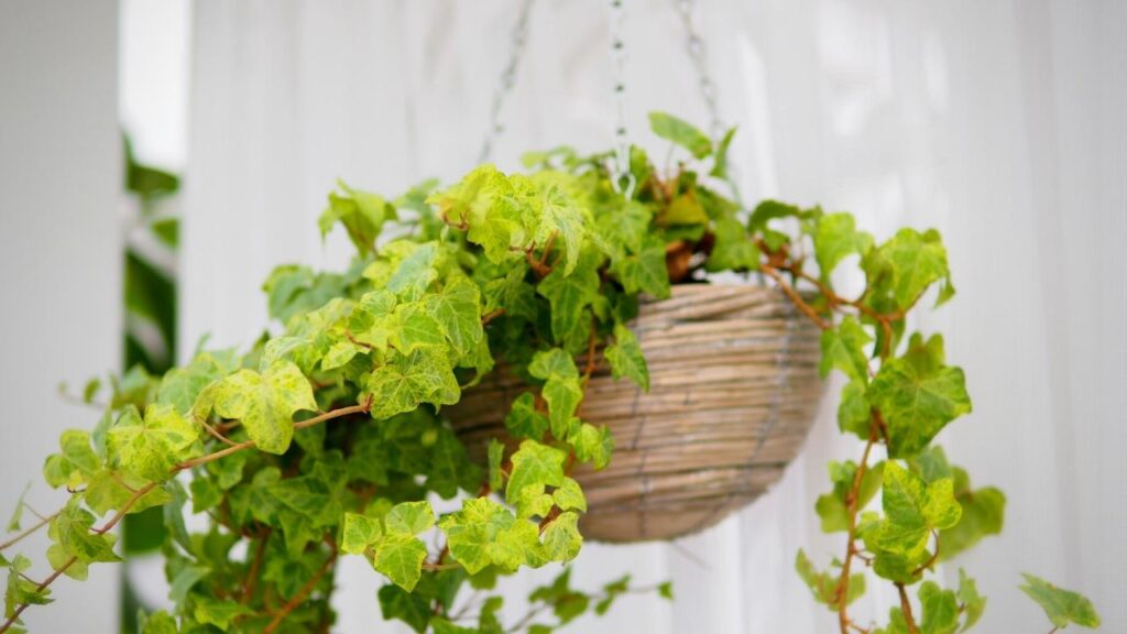 english ivy houseplant in hanging basket