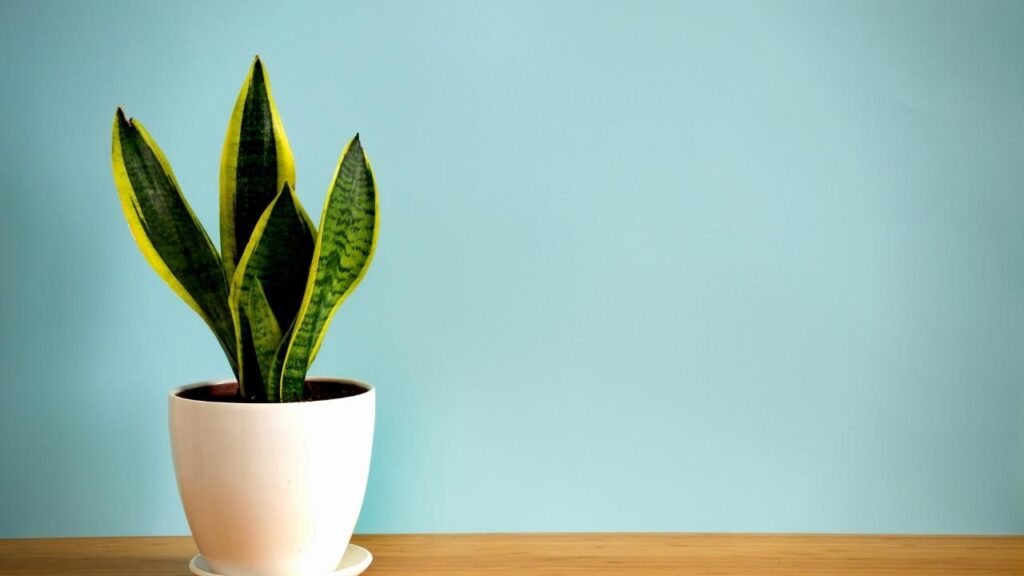 snake plant in white pot with blue background