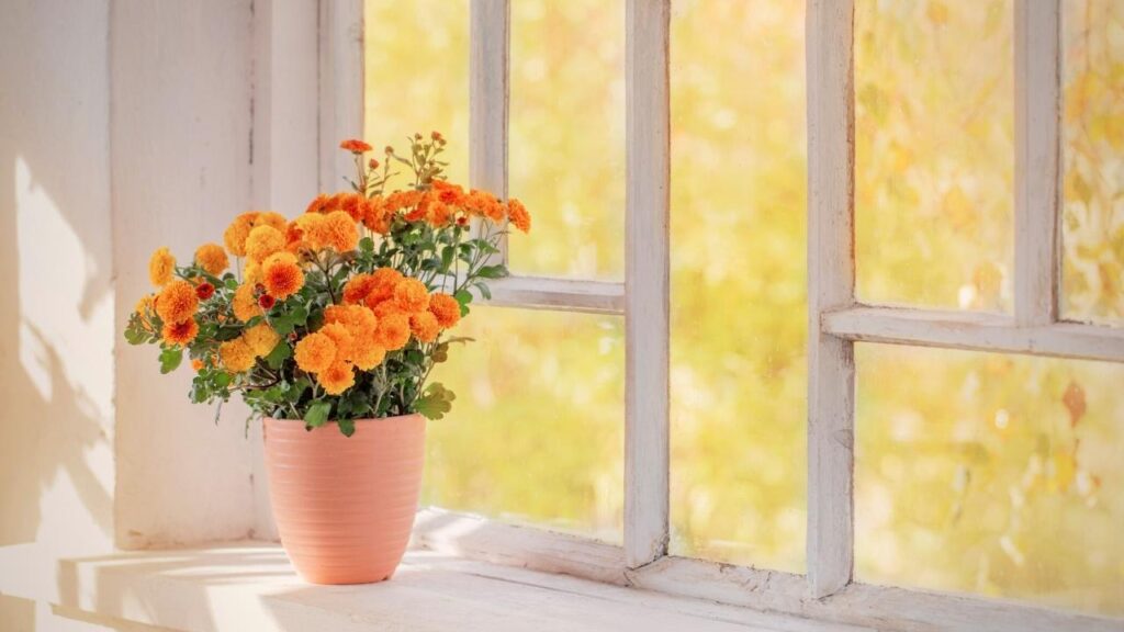 orange chrysanthemum in orange pot in windowsill