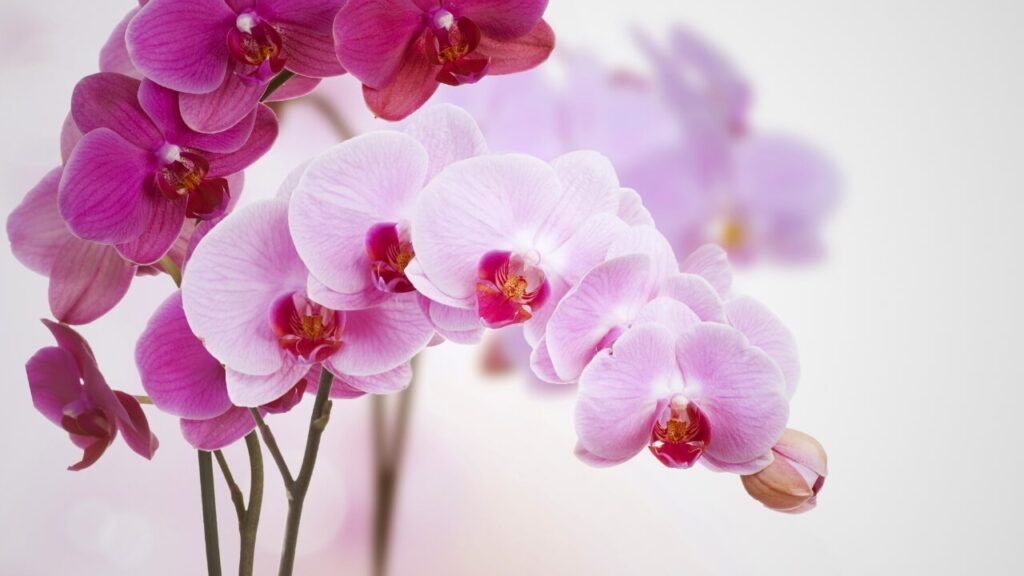 orchids air purifier plant