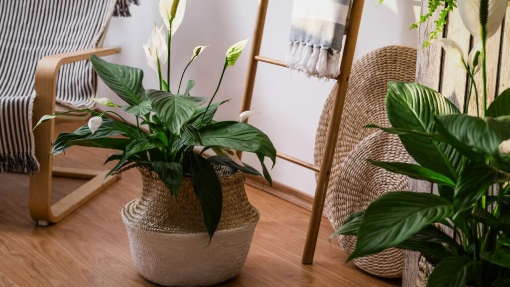 air purifying plants peace lily