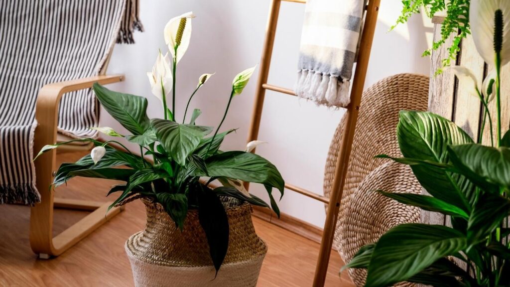 2 peace lily plants beside stripy chair