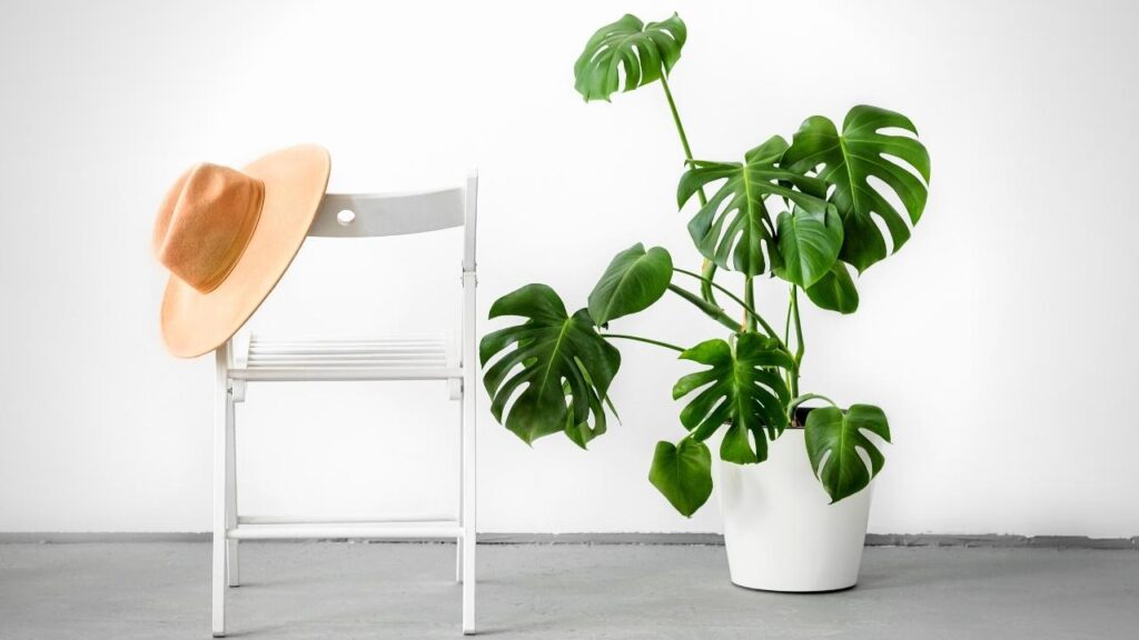 philodendron plant in white pot, with white background