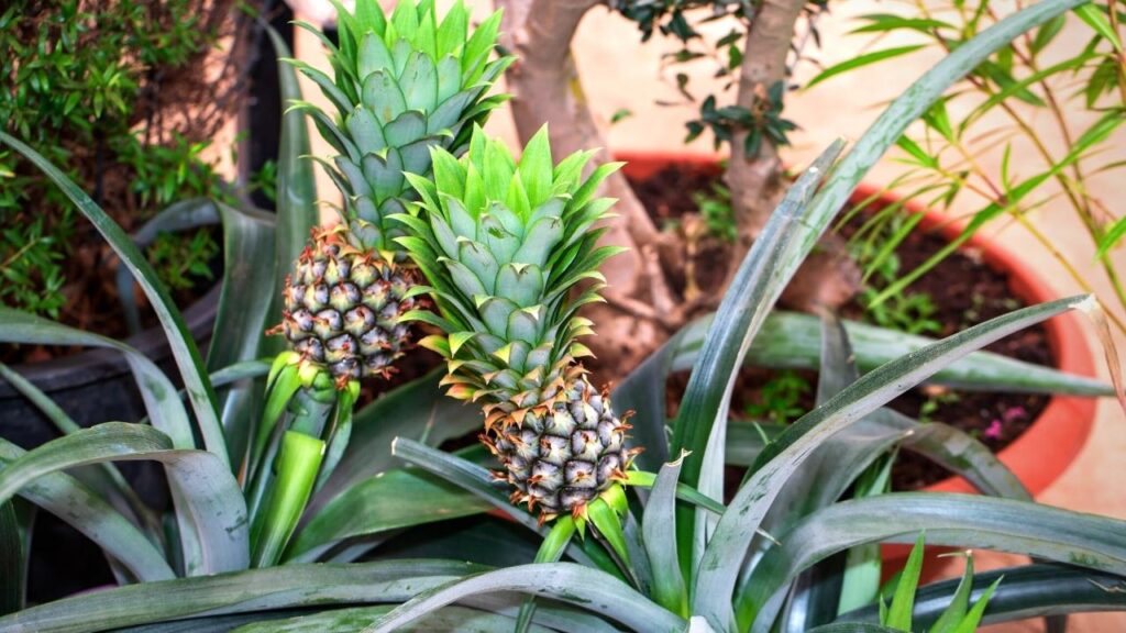 2 pineapple houseplants 
