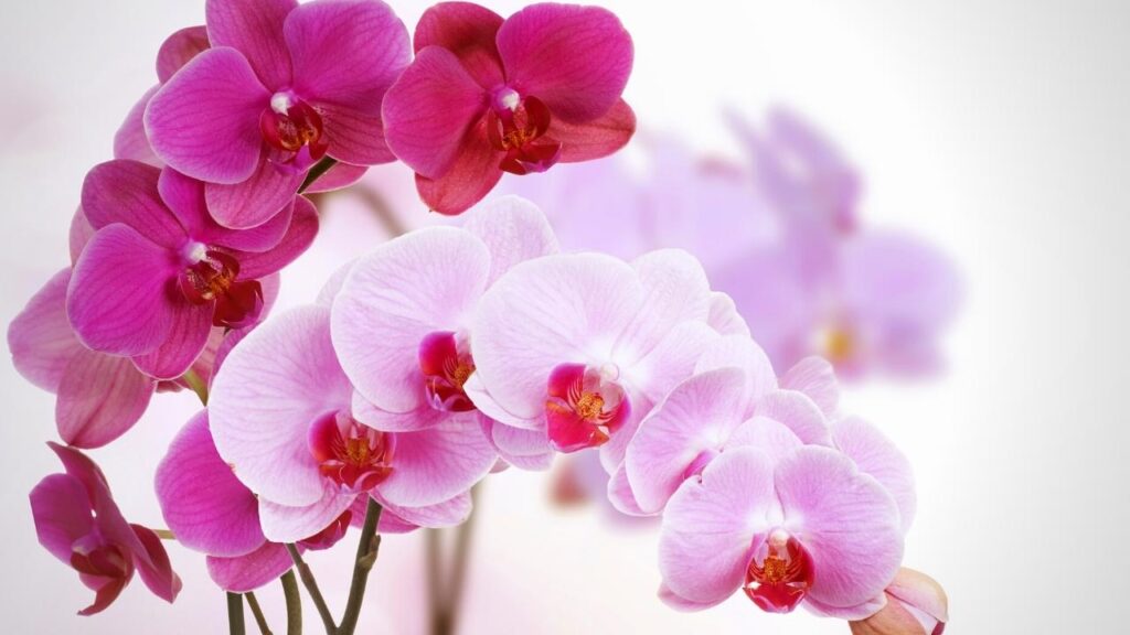 light and dark pink orchid flowers