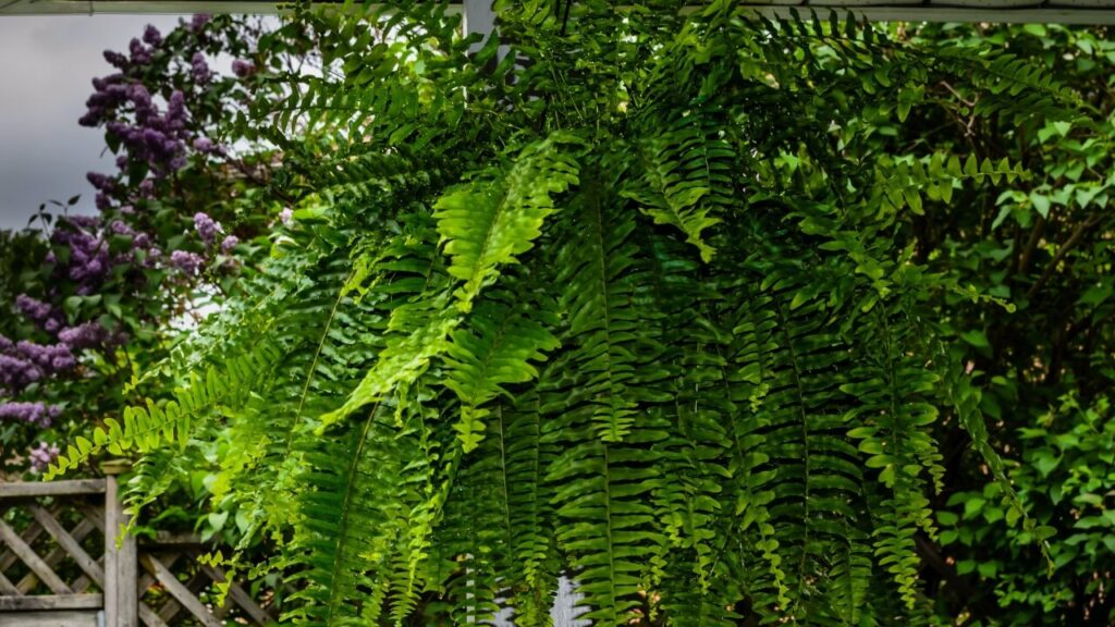 plants for air quality