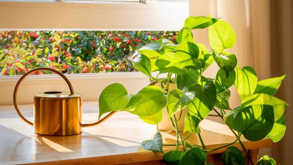 pothos plant in bright windowsill 