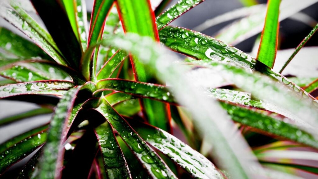 close up of red edged dracaena plant