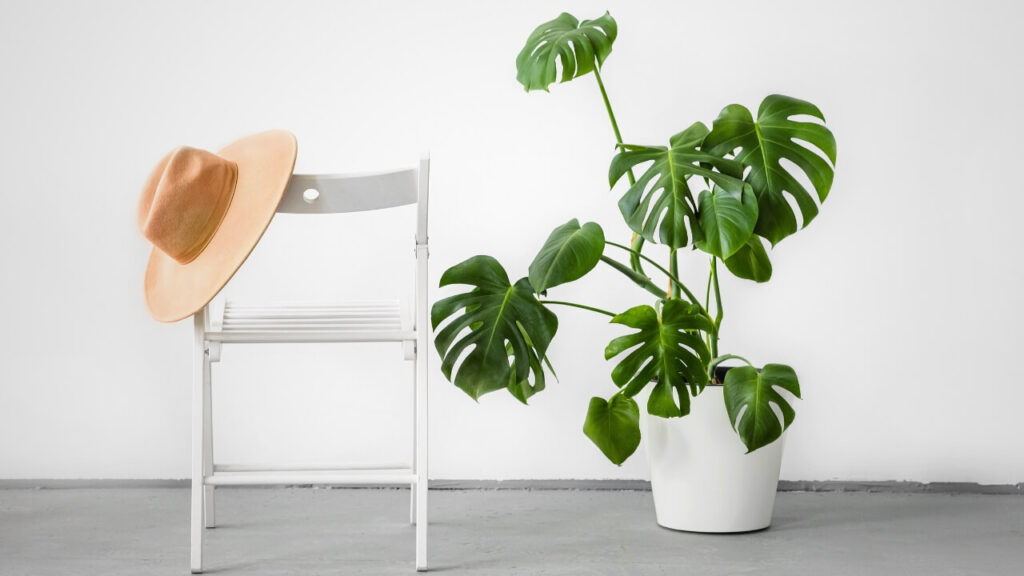 top air filtering plants