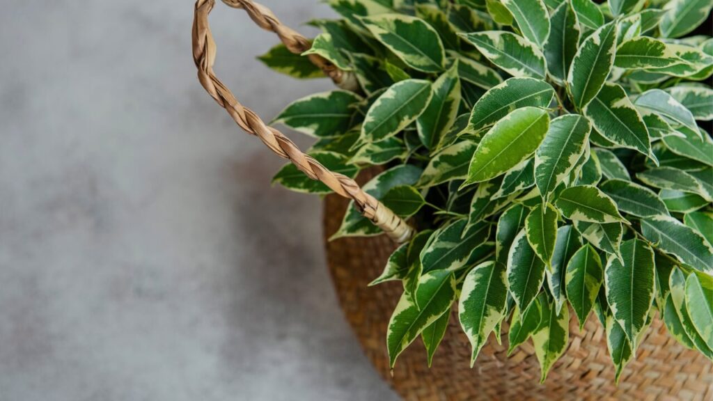 weeping fig air purifier plant