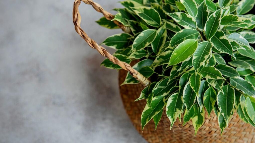 close up of weeping fig plant in basket with handles