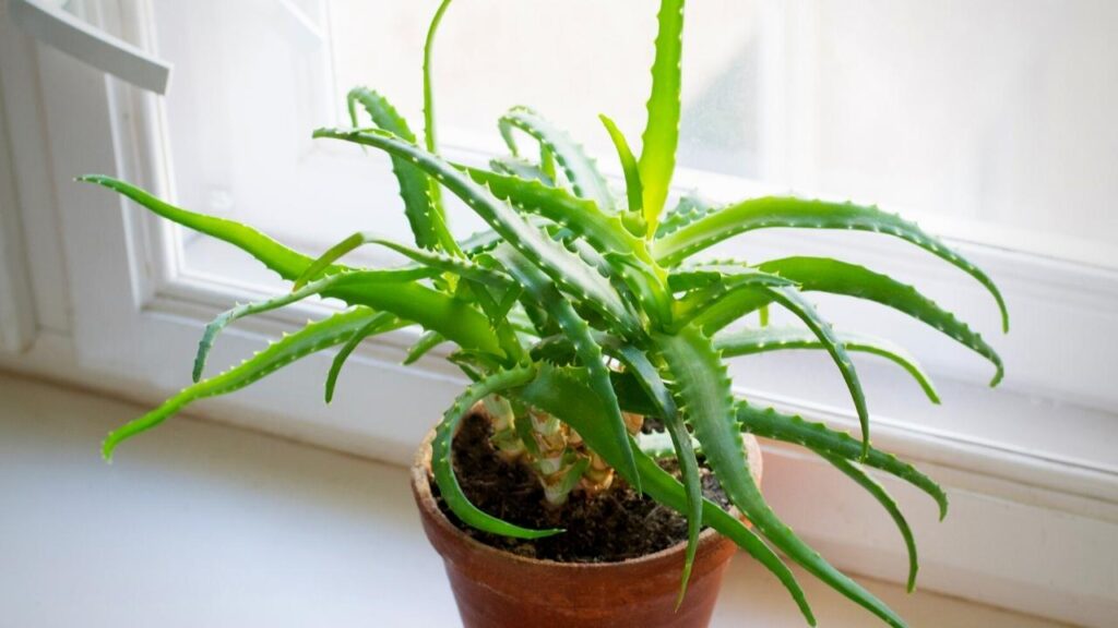 aloe vera plant in windowsill