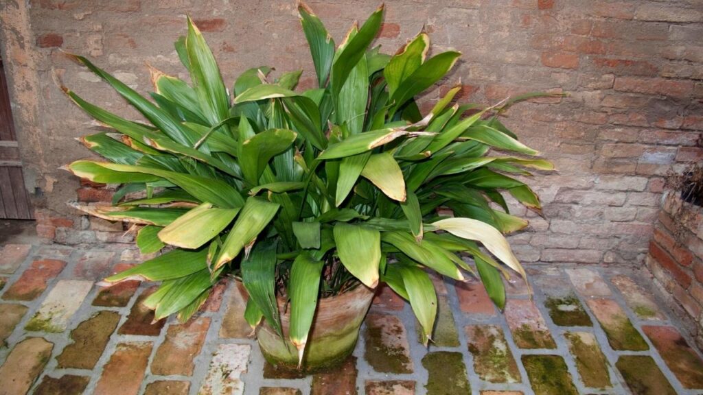 aspidistra plant in rustic pot surrounded by bricks