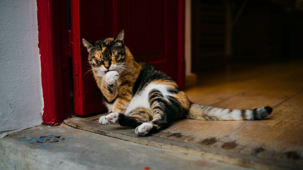 beeswax for dog paws