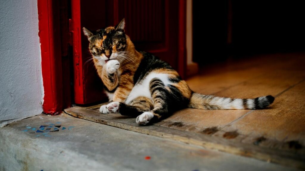 cat on doorstep licking paw