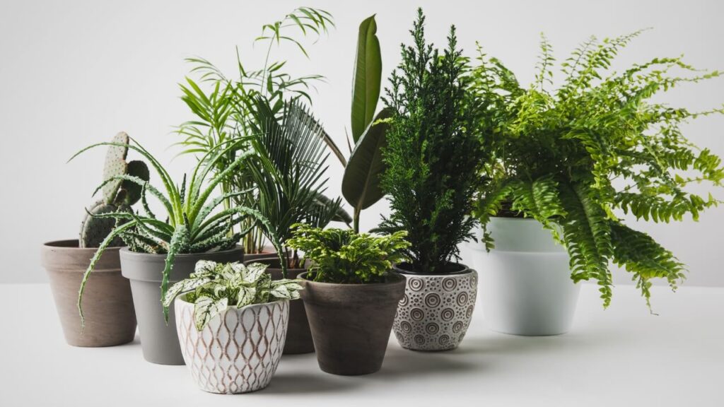 best easy care houseplants