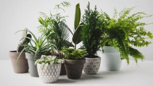 best easy care houseplants