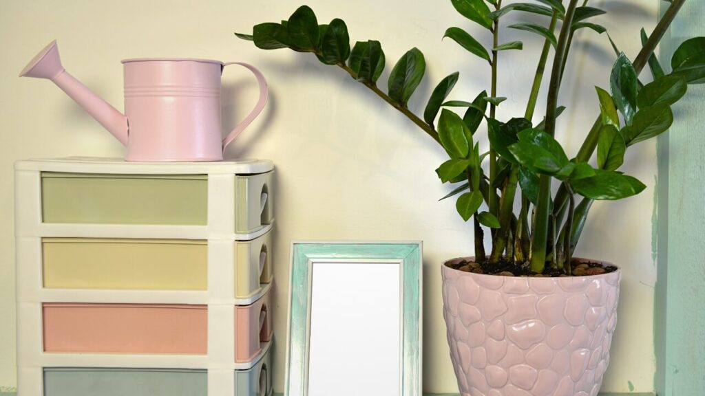 easiest houseplants to care for