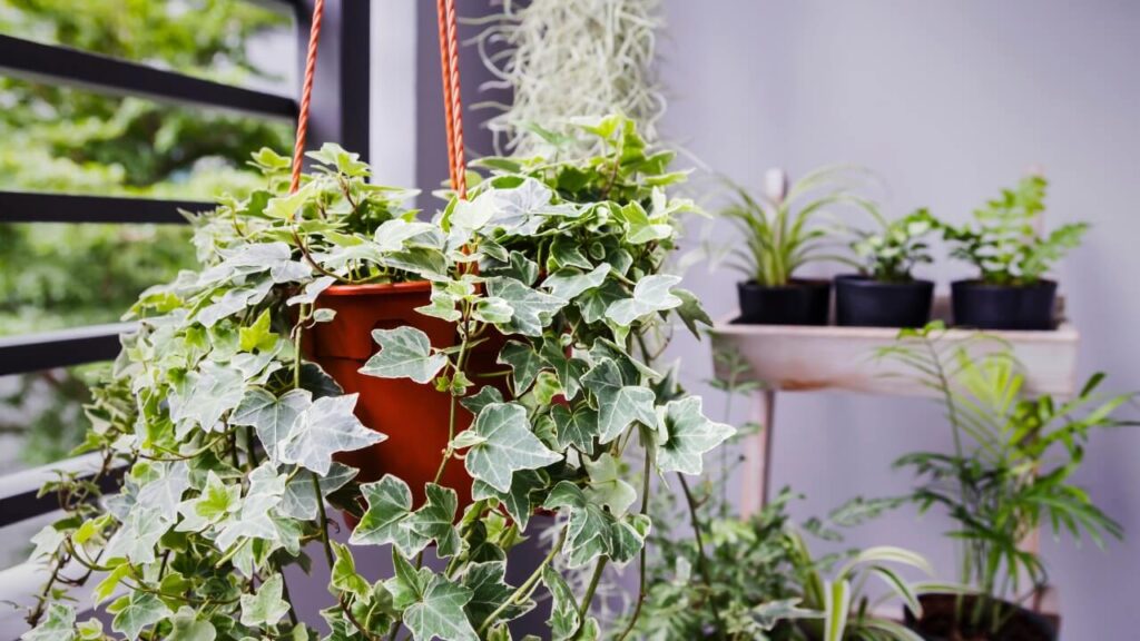 easy care climbing plants uk