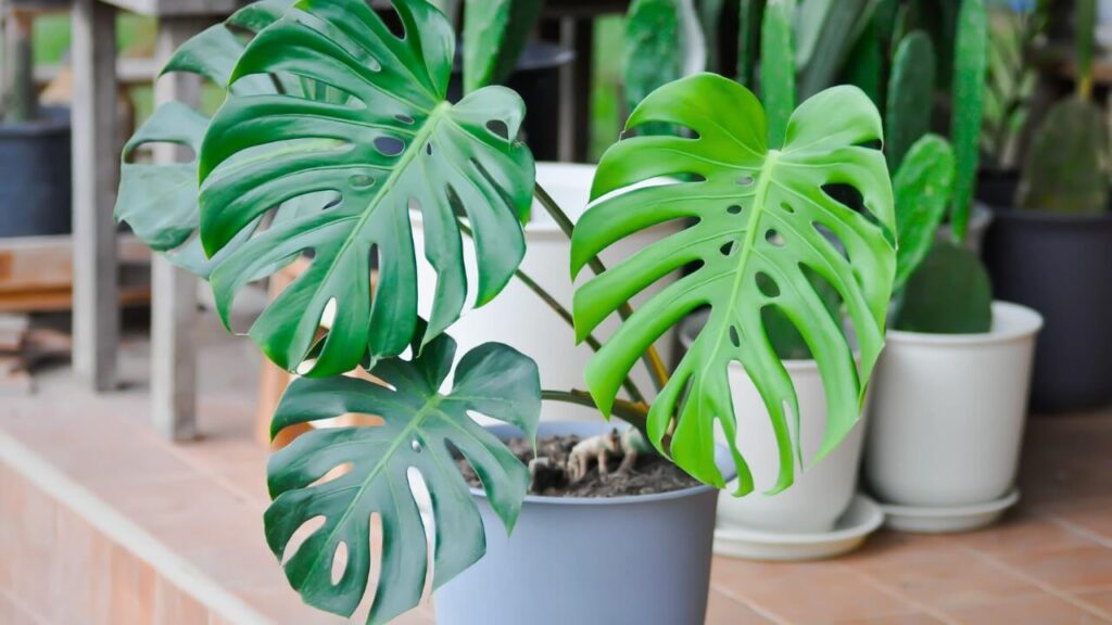 easy care indoor plants