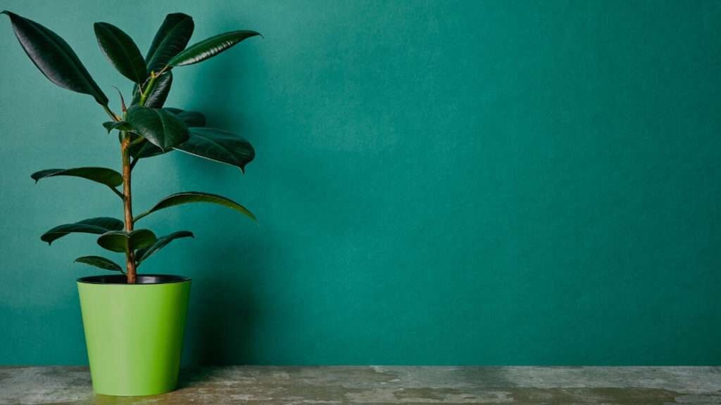 easy care indoor houseplants uk