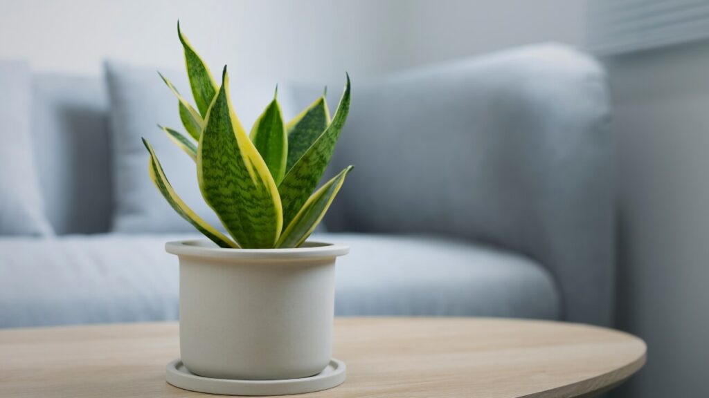 easy care succulents