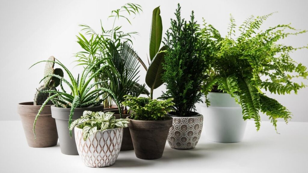 green houseplants in pots, white background