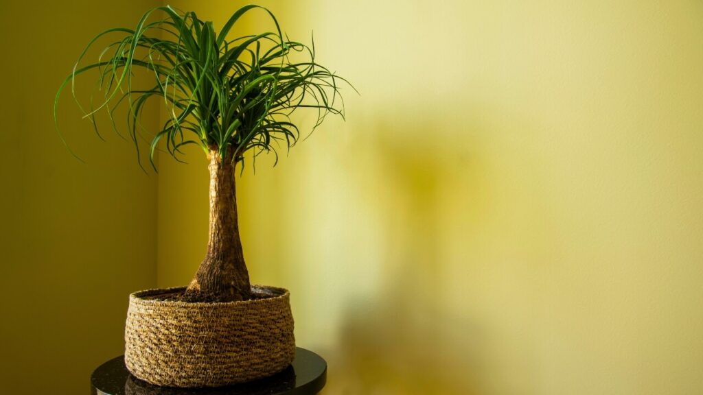 low maintenance succulents