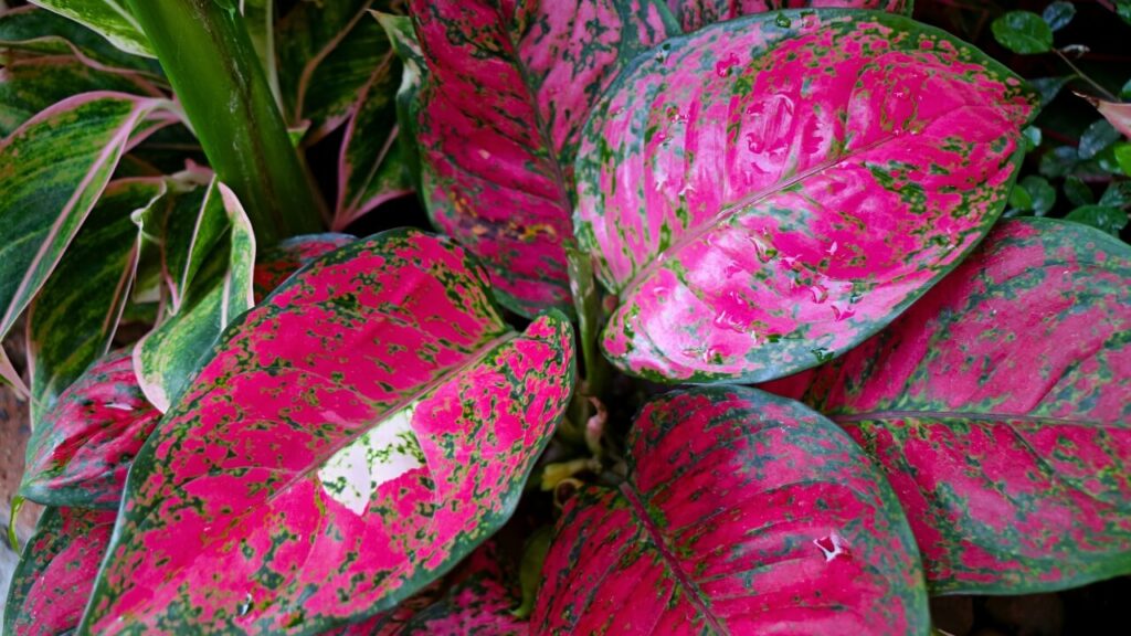 easy to maintain houseplants