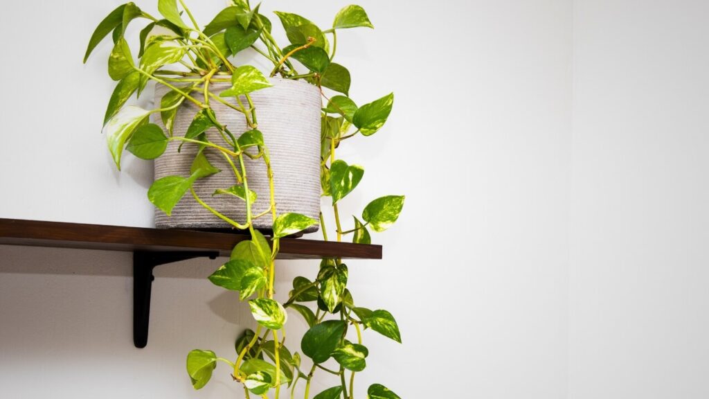 easy to care for climbing plants