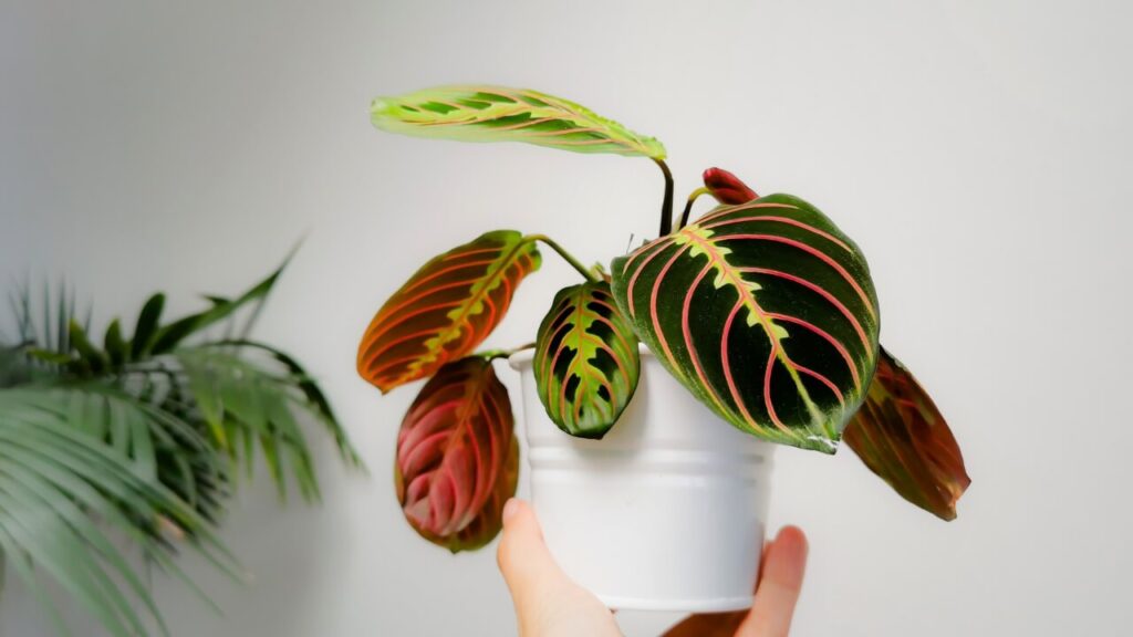 easy care indoor plants uk