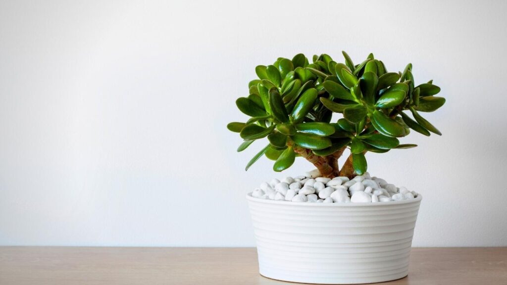 jade plant in white pot