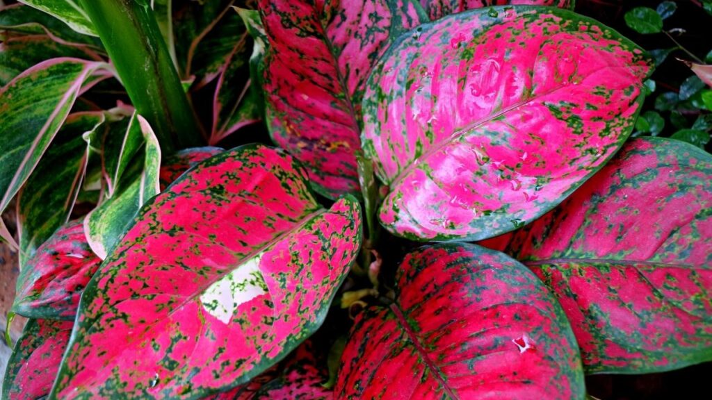 close up of pink chinese evergreen leaves