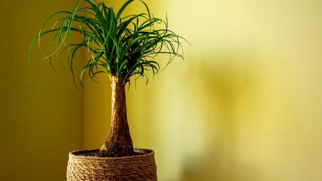 Ponytail palm plant with yellow background