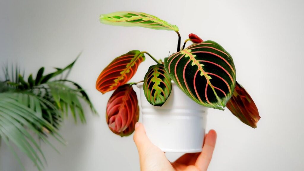 woman's hand holding prayer plant in pot