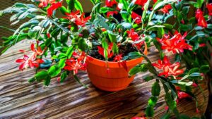 christmas cactus with many red flowers