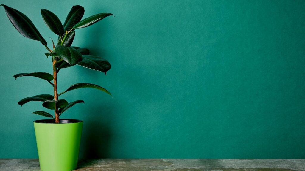 rubber plant in green pot, green background