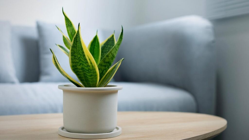 snake plant in white pot