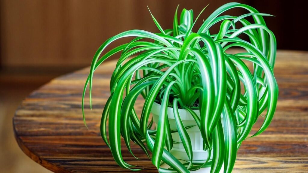 spider plant on round wooden table