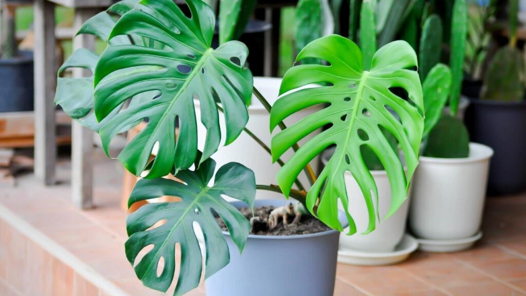 swiss cheese plant in grey pot