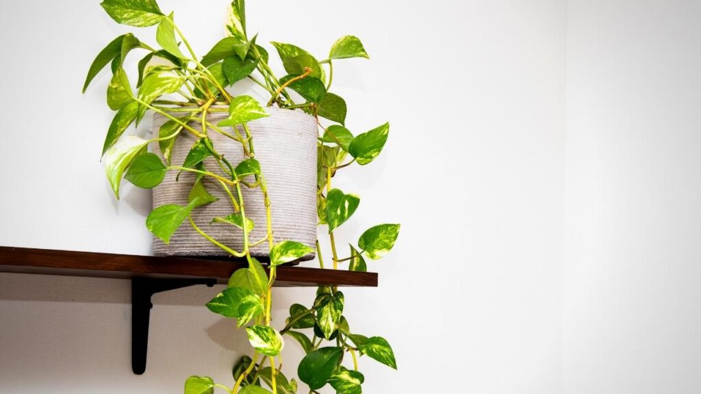 devil's ivy in white pot on shelf