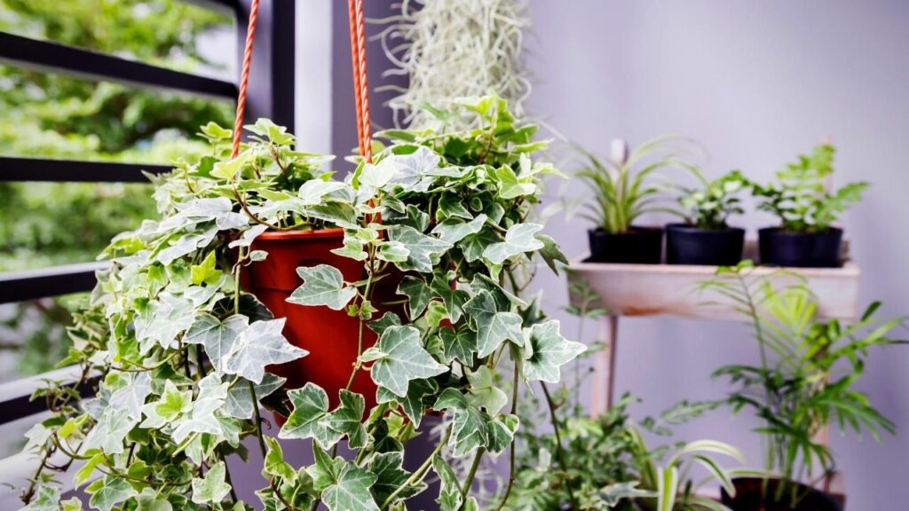 hedera ivy growing over pot in hanger
