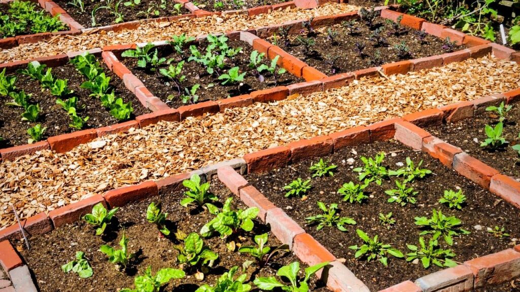 checkerboard herb planting design